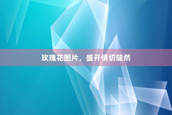 玫瑰花图片，盛开情切陡然