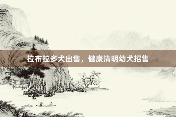 拉布拉多犬出售，健康清明幼犬招售
